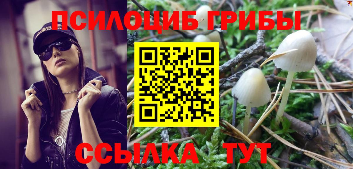 Псилоцибиновые грибы Psilocybe Заводоуковск